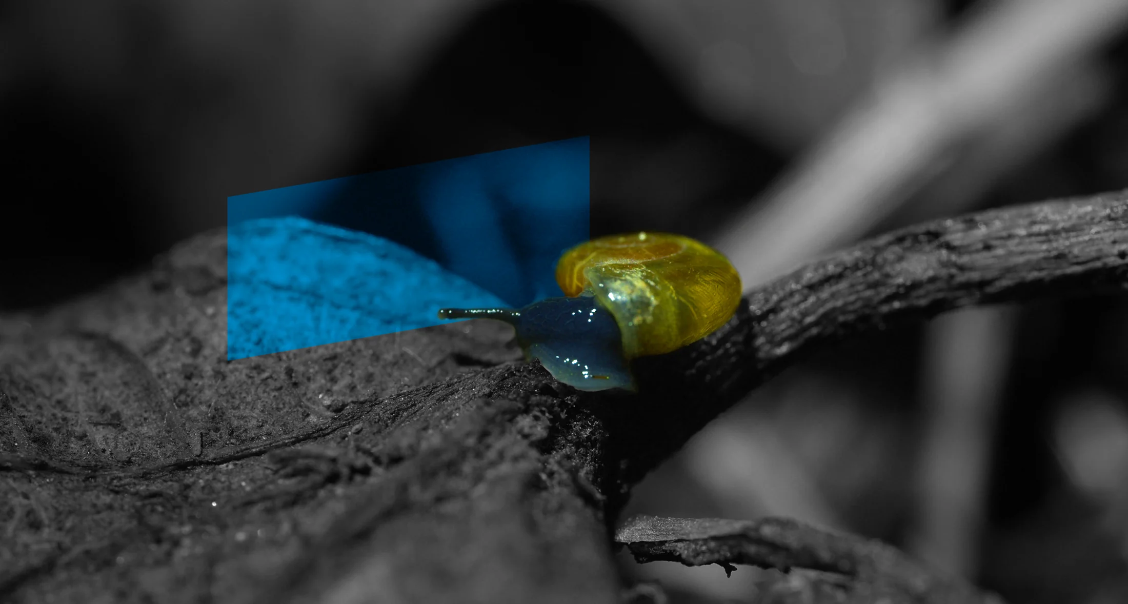 Snail, Insecterra